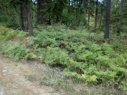 GDMBR: Cold Creek, MT; Fern lined roads.